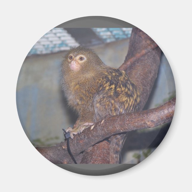 Aimant Pygmy Marmoset Portrait (Devant)