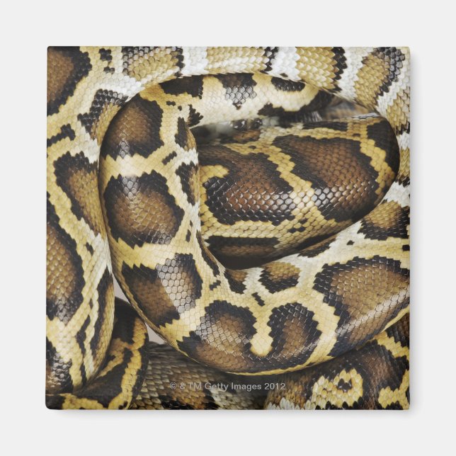 Aimant Python birman (Devant)