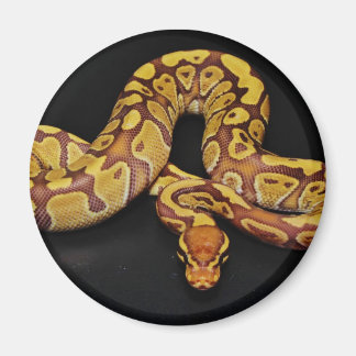 Aimant Python Brown et Gold Ball
