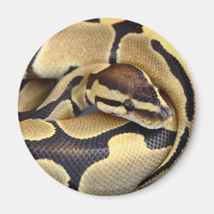 Aimant Python jaune et noir 3 de boule