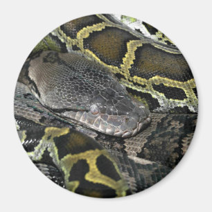 Aimant Python molurus bivittatus