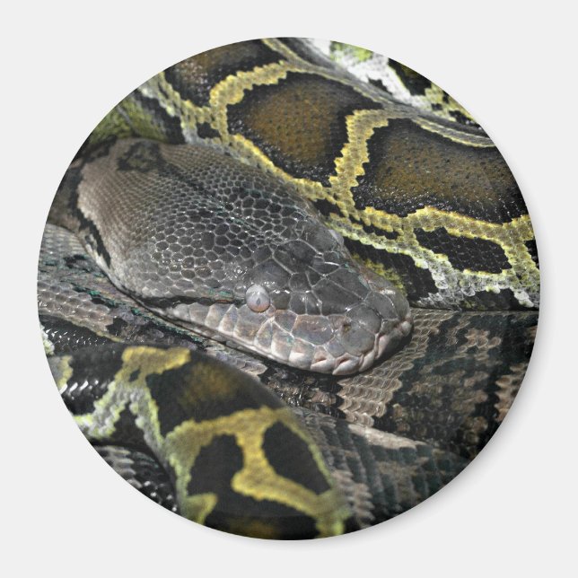 Aimant Python molurus bivittatus (Devant)