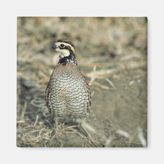 Aimant Quail Bobwhite (Devant)