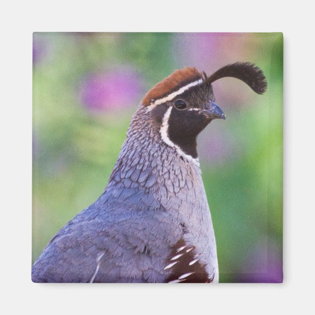 Aimant Quail coloré (Devant)