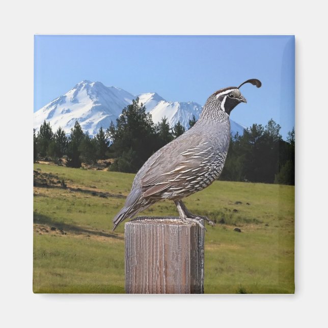 AIMANT QUAIL ON DREAM POINT (Devant)