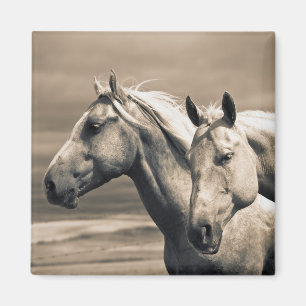 Aimant Quart De Chevaux Sur Les Prairies Canadiennes