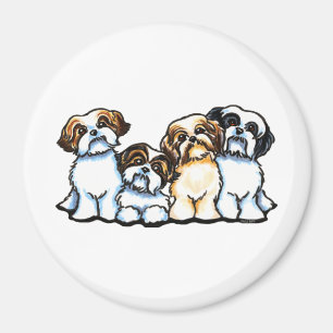 Aimant Quartet de Shih Tzu