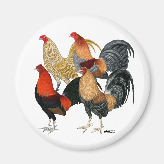 Aimant Quatre gamecocks (Devant)