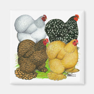 Aimant Quatre poules Cochin