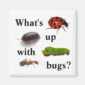 Aimant Qu'est-ce qui se passe avec les insectes ? l'aiman