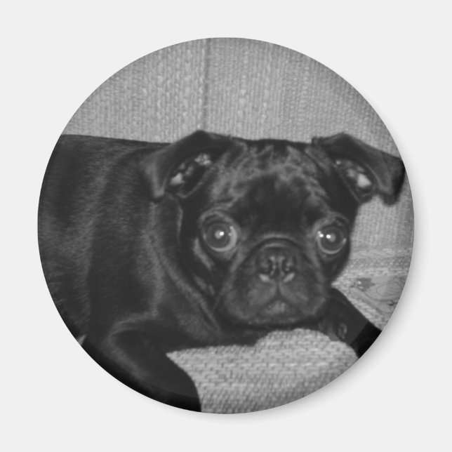 Aimant Quoi ? Je ne l'ai pas fait ! (Devant)