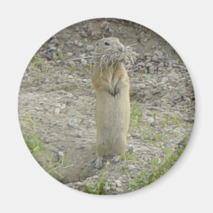 Aimant R1 Gopher Richardson's Écureuil terrestre