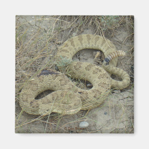 Aimant R20 Prairie Rattlesnake Wounded