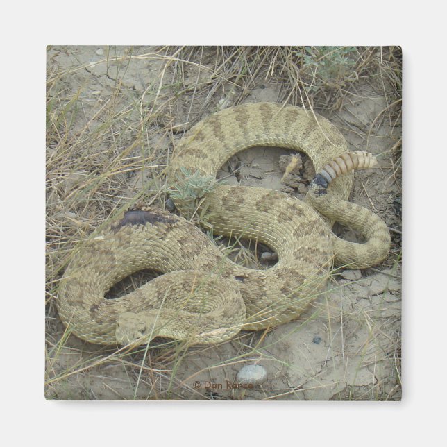 Aimant R20 Prairie Rattlesnake Wounded (Devant)