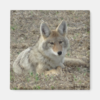 Aimant R22 Coyote Couché