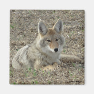 Aimant R22 Coyote Laying