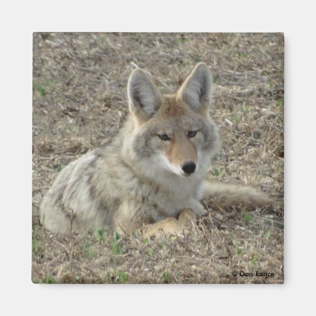 Aimant R22 Coyote Laying (Devant)