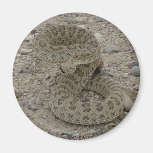 Aimant R9 Prairie Rattlesnake Coiled