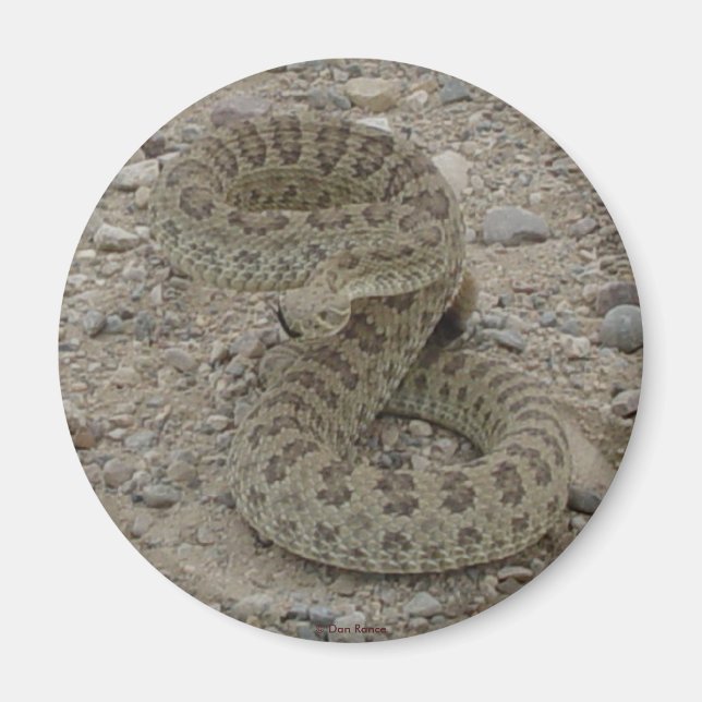 Aimant R9 Prairie Rattlesnake Coiled (Devant)