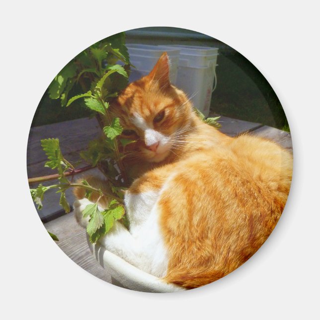 Aimant Rabatteur dans un pot (Devant)