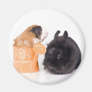 Aimant rabbit and guinea pig