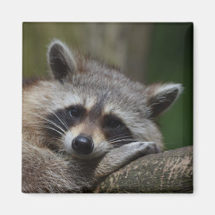 Aimant Raccoon