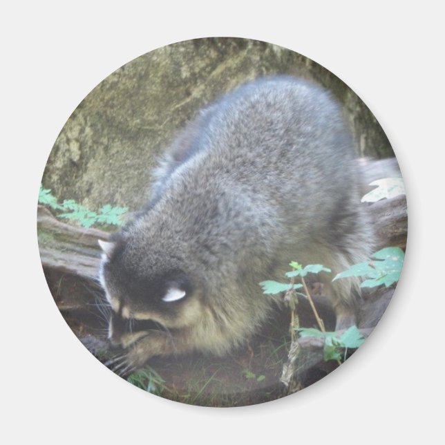 Aimant Raccoon (Devant)