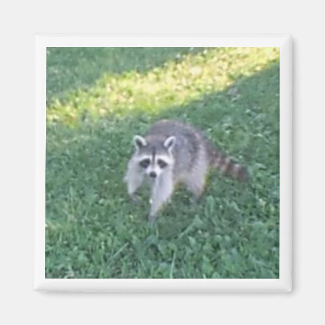 Aimant Raccoon (Devant)