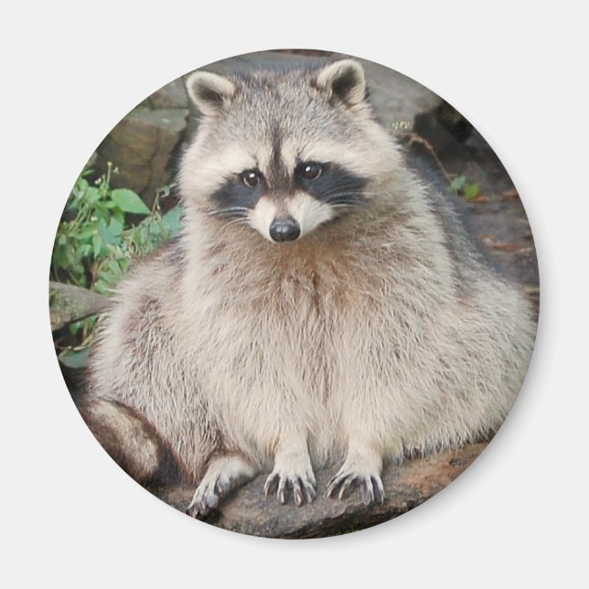 Aimant Raccoon (Devant)