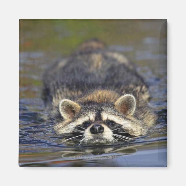 Aimant Raccoon adulte, Lotor ProcyonCommande : (Devant)