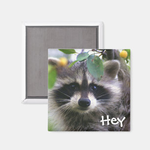 Aimant Raccoon dans l'aimant de l'arbre de crabelle