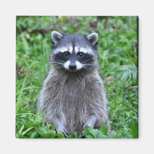 Aimant Raccoon debout