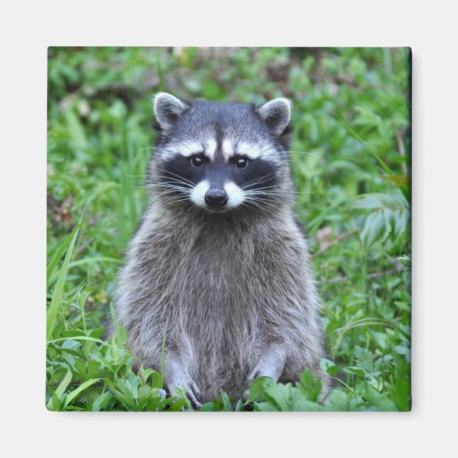 Aimant Raccoon debout (Devant)