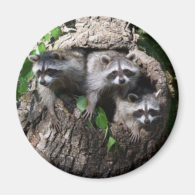 Aimant Raccoon - Les Trois Amigos (Devant)