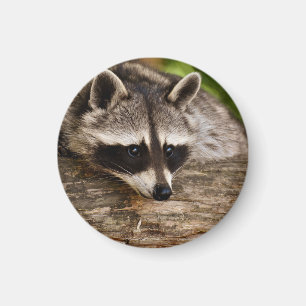 Aimant Raccoon mignon reposant sur un journal