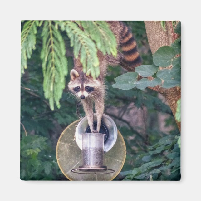 Aimant Raccoon Raiding the Bird Feeder (Devant)