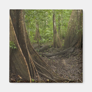 Aimant Racines contreforts. Forêt tropicale, Mapari Rupun