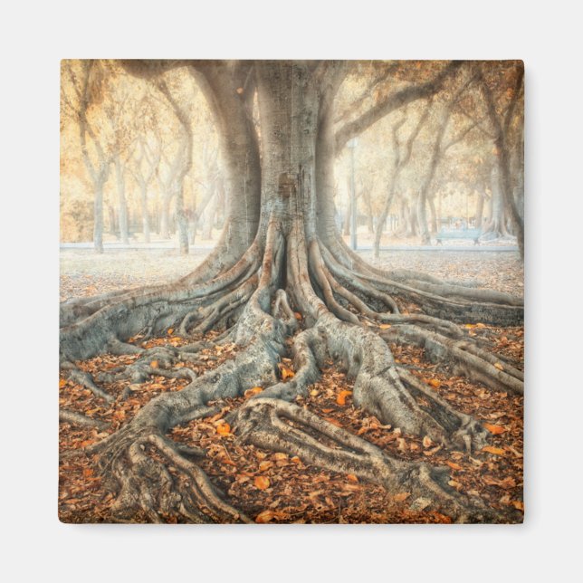 Aimant Racines de l'arbre antique (Devant)
