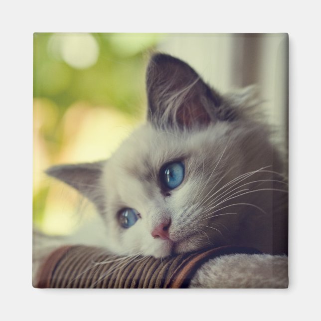 Aimant Ragdoll Kitten (Devant)