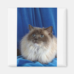 Aimant Ragdoll, point bleu