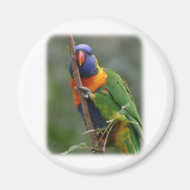 Aimant Rainbow Lorikeet 9Y209D-177 (Devant)