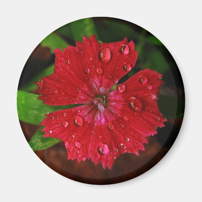 Aimant Raindrops sur Belle photo de Fleur Rouge Dianthus (Devant)