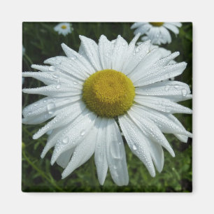 Aimant Raindrops sur Daisy II Floral Fleur sauvage