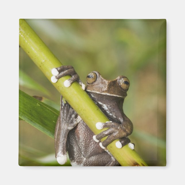 Aimant Rainette Tapichalaca captive Hyloscirtus (Devant)