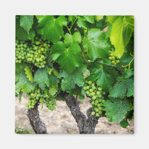 Aimant Raisin de cuve, France