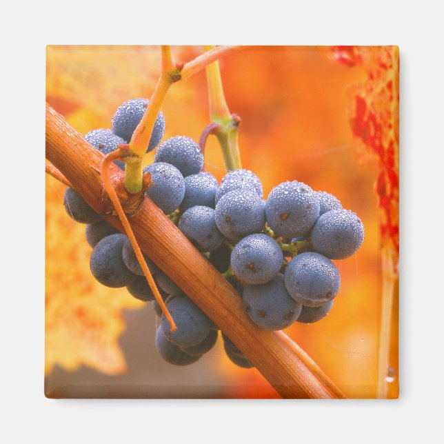 Aimant Raisin de vigne dans le vignoble (Devant)