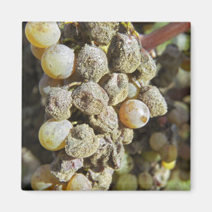 Aimant Raisins de Semillon avec pourriture noble. au mome