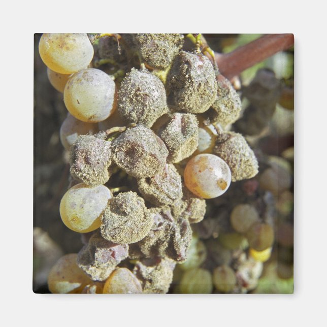 Aimant Raisins de Semillon avec pourriture noble. au mome (Devant)