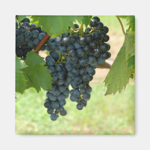 Aimant raisins de vignoble