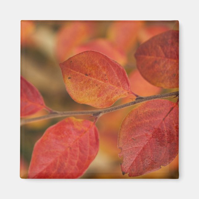 Aimant Rameau recouvert de feuilles d'automne (Devant)
